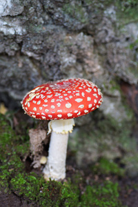 鹅膏菌蘑菇在一棵树下