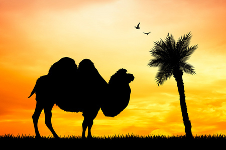 在日落时的单峰骆驼