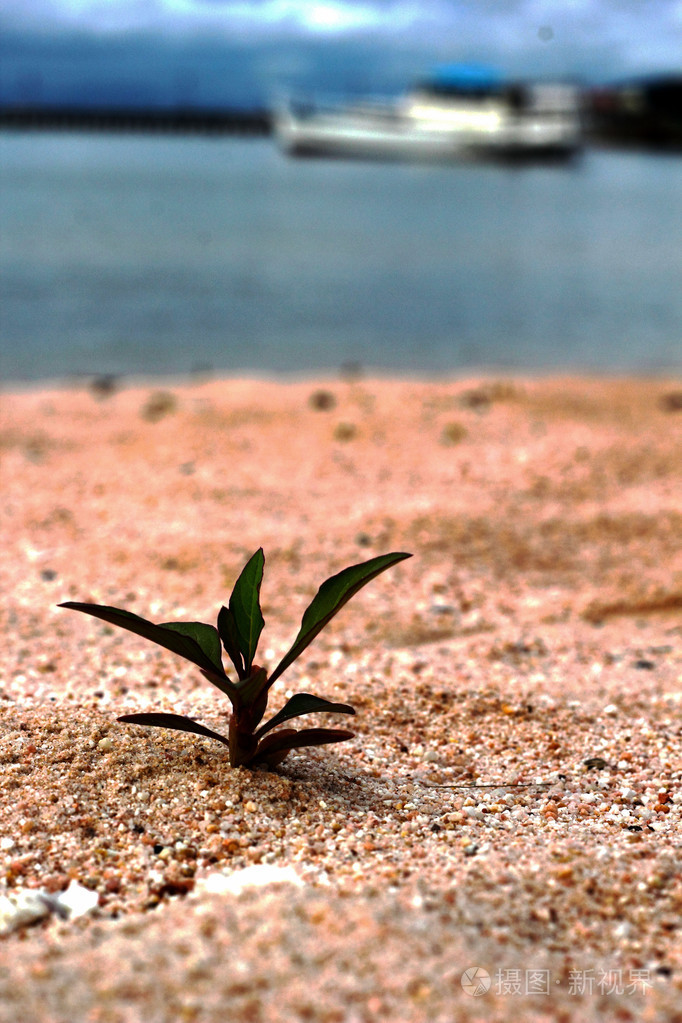 绿树新生命的诞生在这片土地上的沙