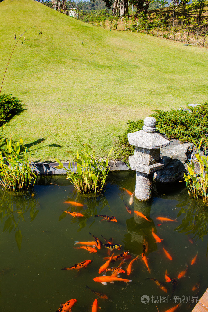 日本园林中的锦鲤鱼