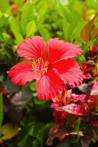 大自然中的芙蓉花红色花朵