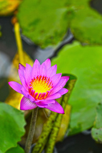 大自然中的莲花花紫色花朵