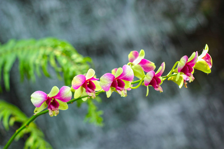 大自然中的粉色兰花花朵图片