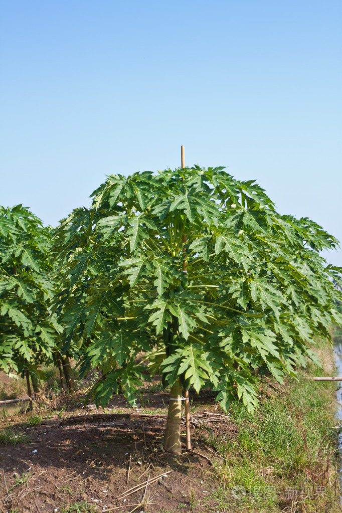 木瓜在农场中的植物