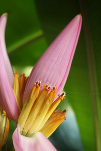 观赏香蕉花