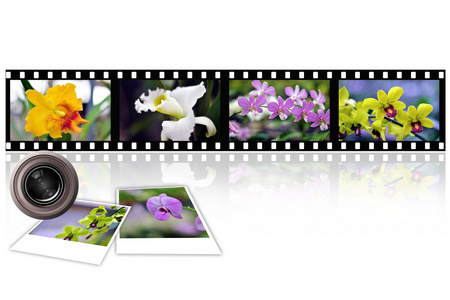 多彩的兰花照片膜带图片