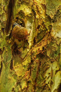 组的蜗牛爬上一棵树