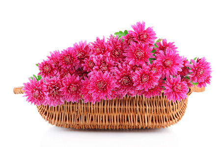 粉红色秋菊在孤立的白色衬底上的篮子里的花束