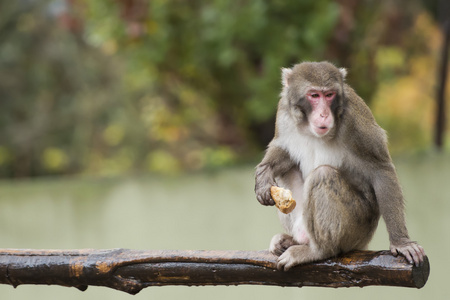 一只猴子吃东西的时候