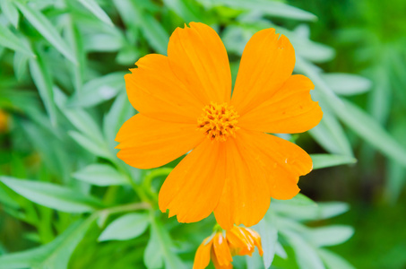 波斯菊花海