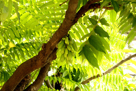 黄瓜树黄瓜树,三捻树果 三敛照片