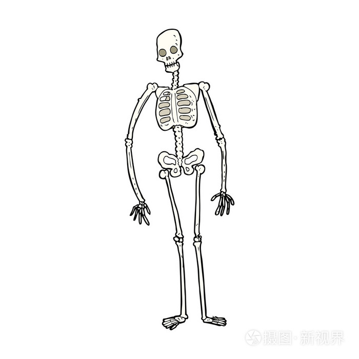 卡通骨架