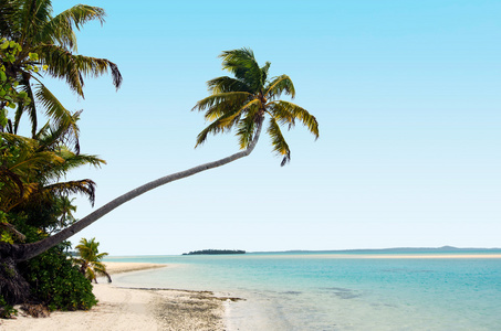 海岛上的椰树图片大全