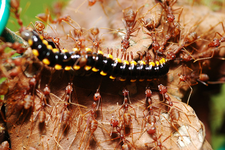 红蚂蚁寻找食物照片