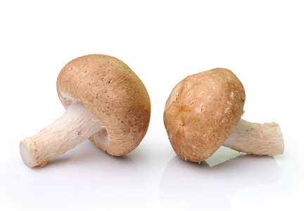 孤立在白色背景上的蘑菇