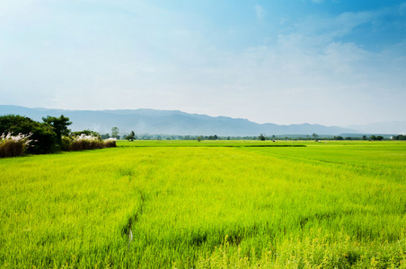 在泰国的生活领域水稻景观原住民