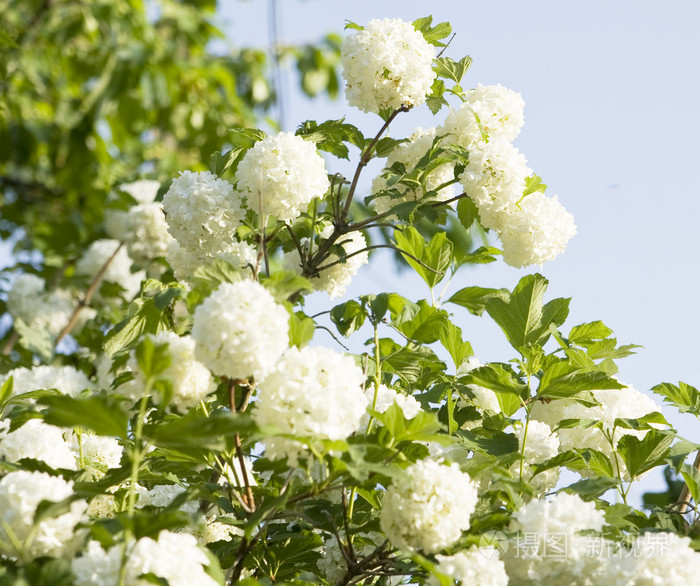 白色绣球花