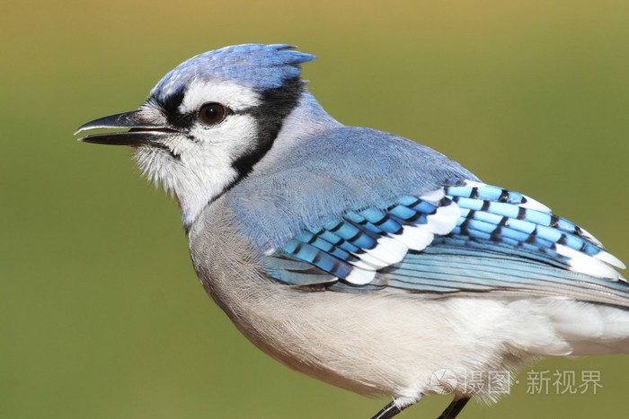 冠蓝鸦的树枝上
