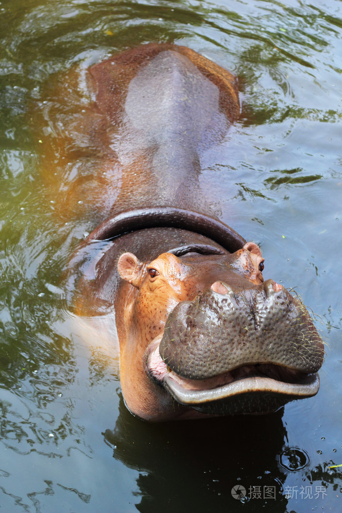 河马肖像的性质