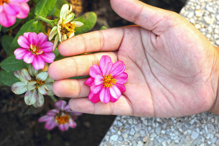 多彩的雏菊花在花园里   在手