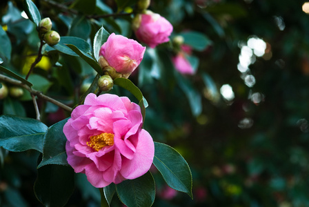 山茶花图片