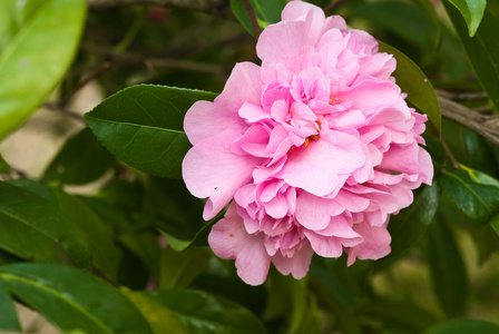 山茶花图片