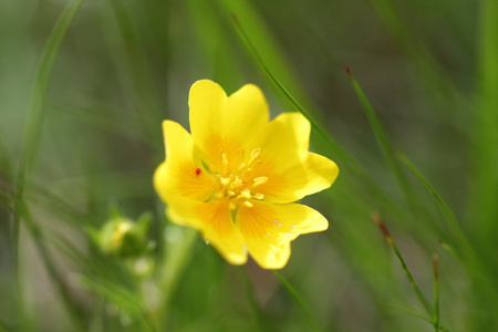 黄花