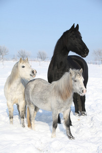 两个 ponnies 和一个花母马在冬天