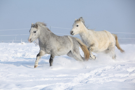 在冬季中一起运行的两个华丽 ponnies