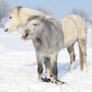 两个可爱的 ponnies，在冬季