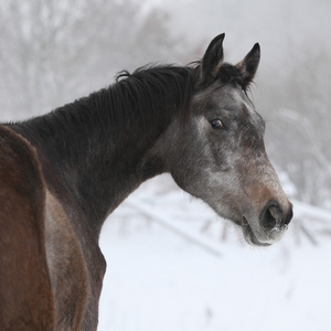 漂亮的灰色摩拉维亚马匹在冬天