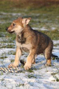 华丽的小狗的冬季 wolfdog