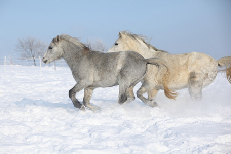 在冬季中一起运行的两个华丽 ponnies