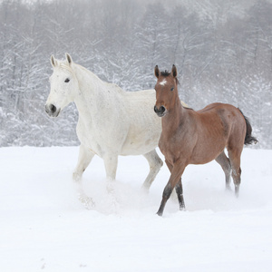 deux warmbloods moraves en cours dexcution en hiver