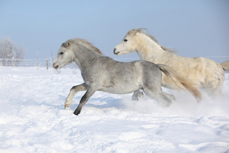 在冬季中一起运行的两个华丽 ponnies