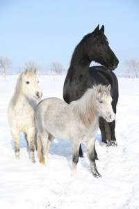 两个 ponnies 和一个花母马在冬天