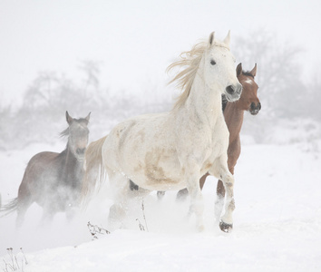 批的冬季运行的马