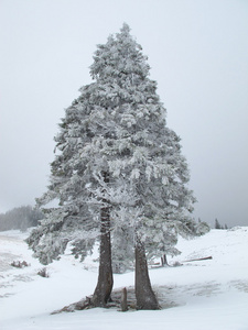 松树被冰雪覆盖