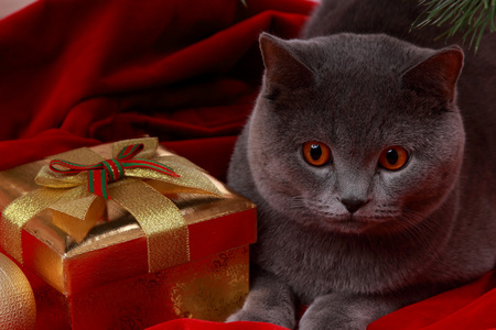 英国猫祝圣诞快乐