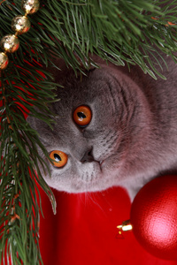 英国猫和圣诞树