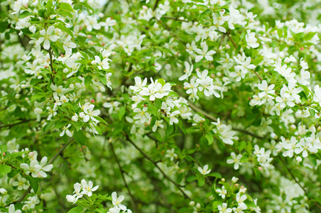 苹果树花