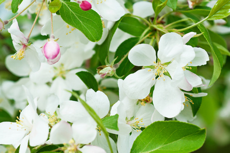 苹果树花