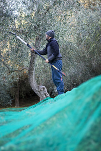 农场工人收获橄榄