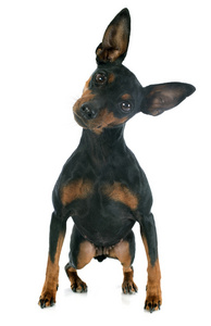 微型 pinscher