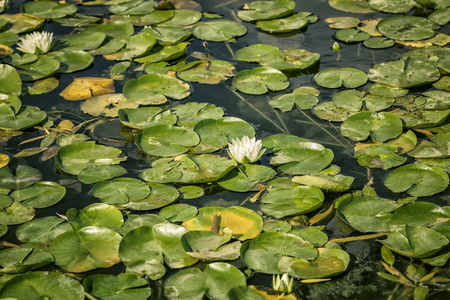 在水面上的百合花