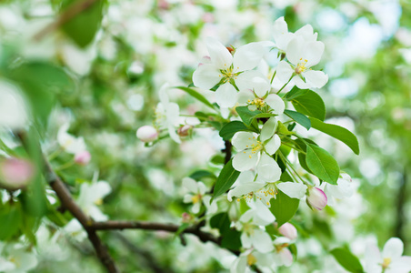 苹果树花