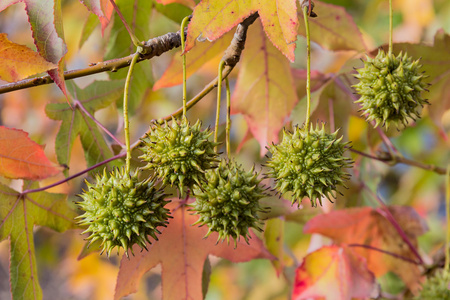 果实的西红柿美国枫香树的果实照片