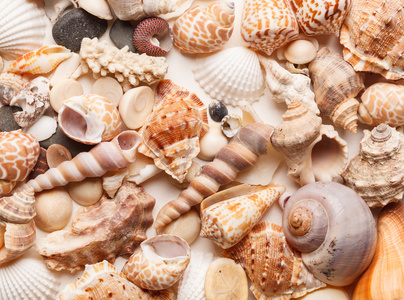 海贝壳背景图片