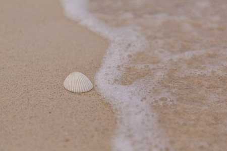 海浪壳和泡沫