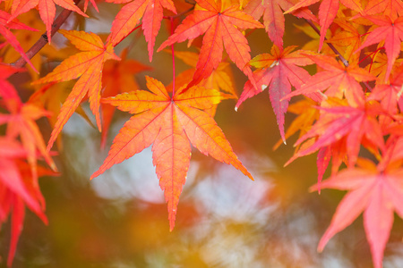 红枫叶树